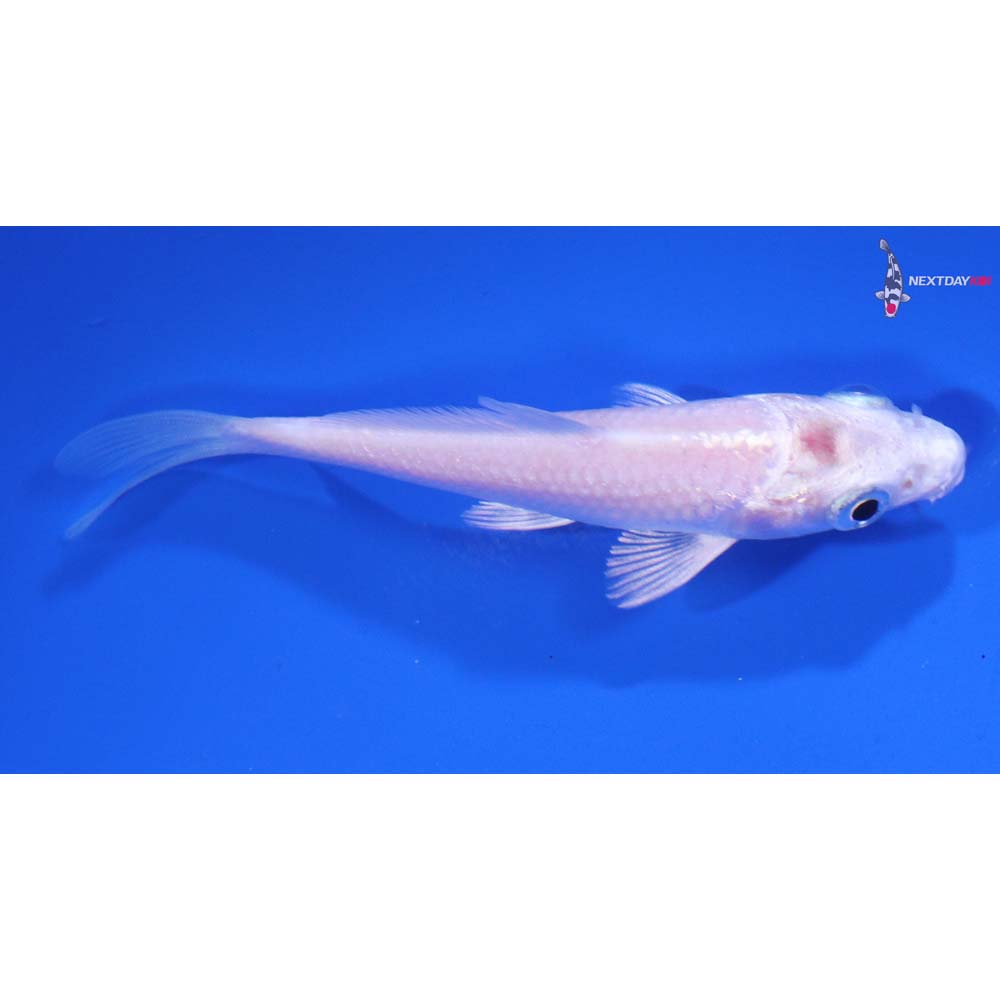 3.5” Imported Platinum Ogon