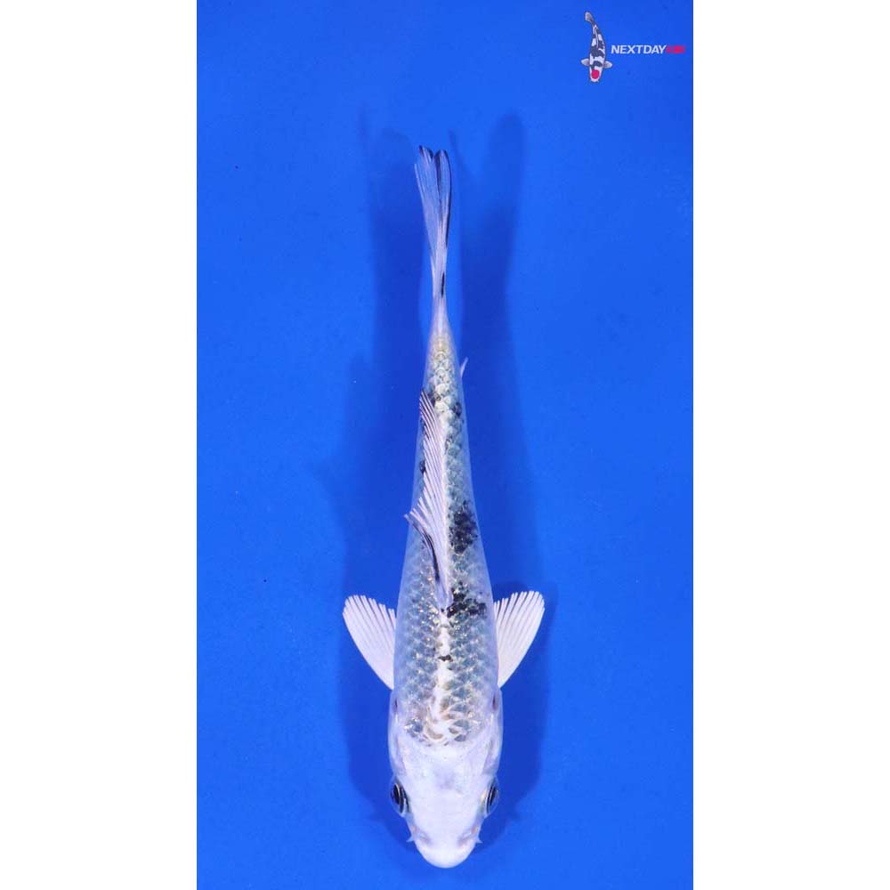 3.5” Imported Gin Shiro Bekko