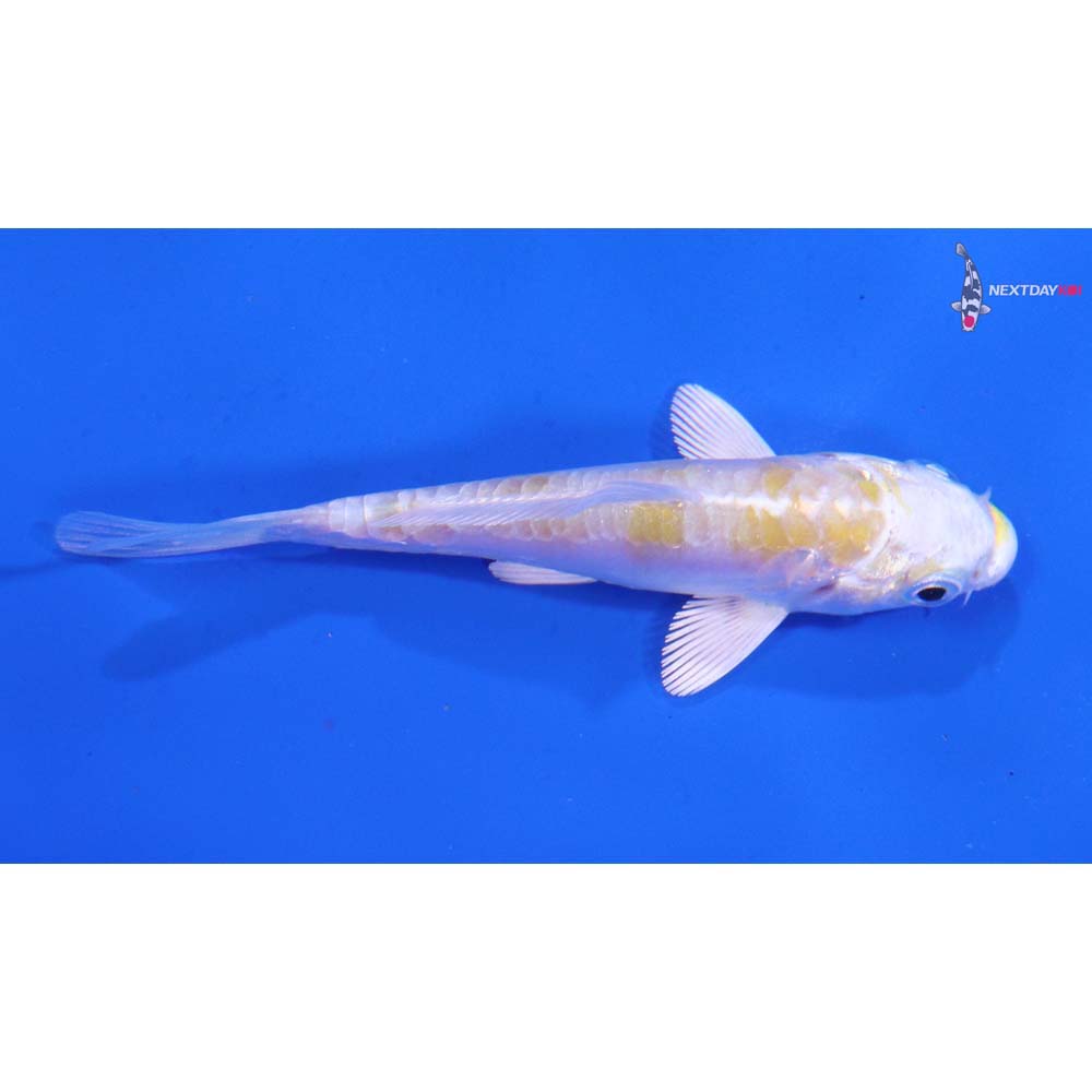 3” Imported Doitsu Lemon Hariwake