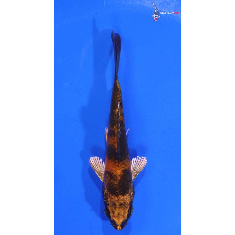 3.5” Imported Kin Hi Utsuri