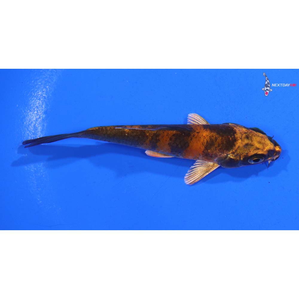 3.5” Imported Kin Hi Utsuri