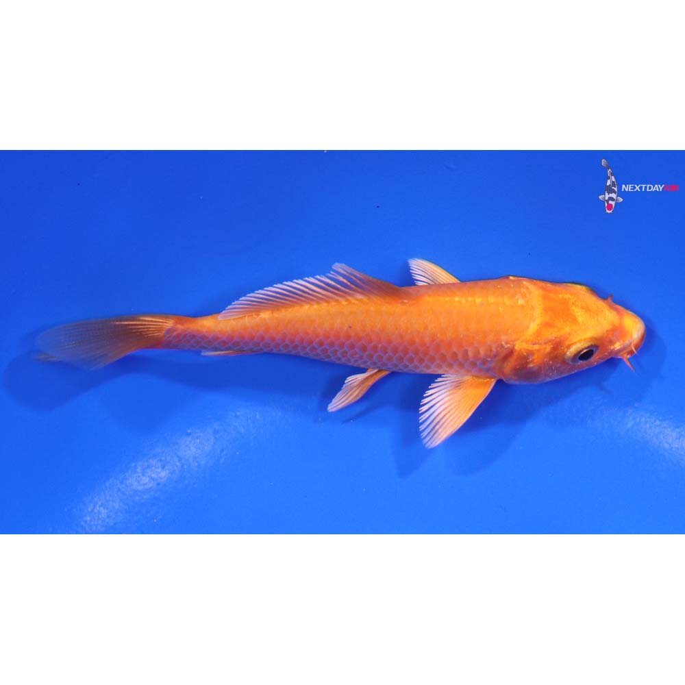 4” Imported Orenji Ogon
