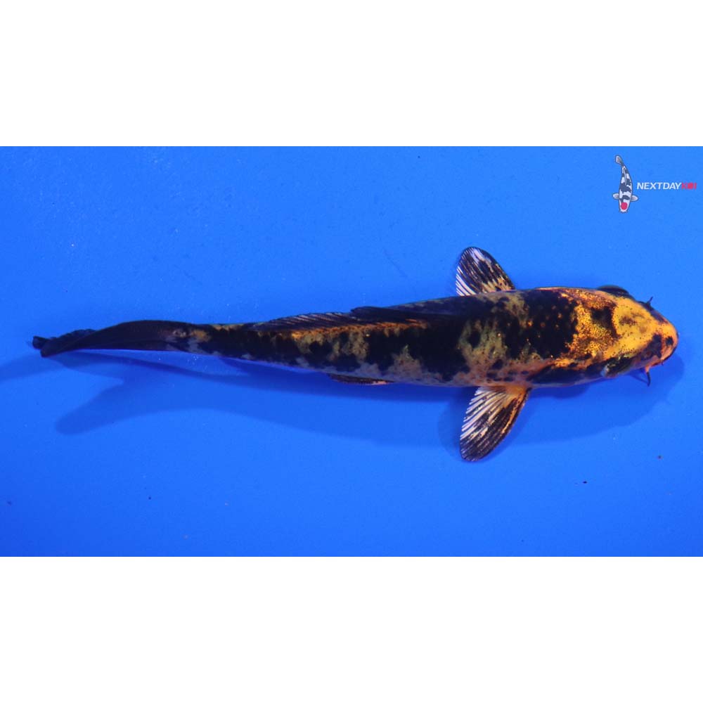 4” Imported Aka Bekko