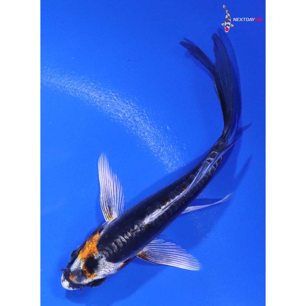 3.5” Imported Kin Kikokuryu Butterfly Koi