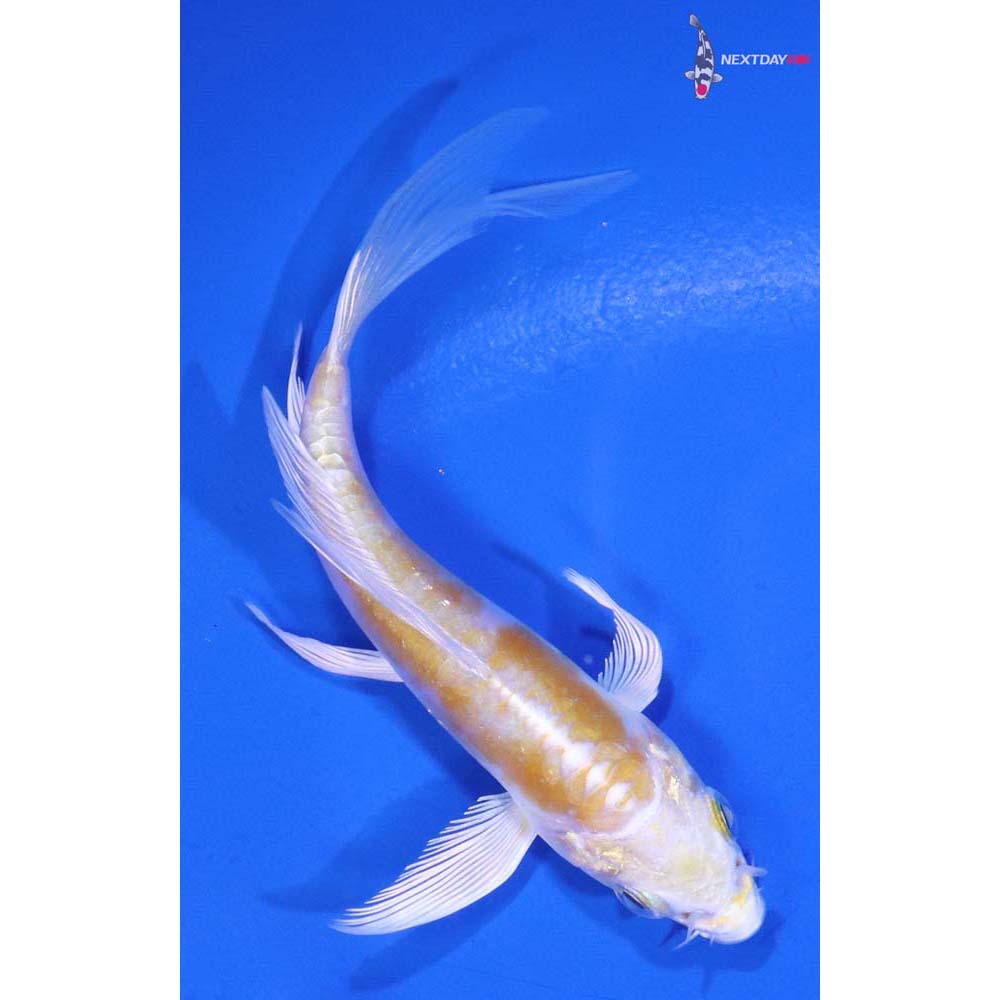 3.5” Imported Doitsu Lemon Hariwake Butterfly Koi