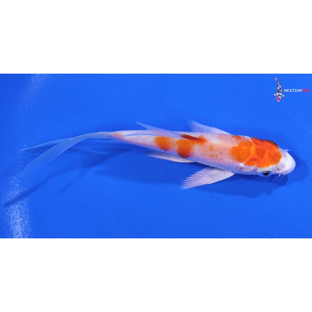 4” Imported Hariwake Butterfly Koi
