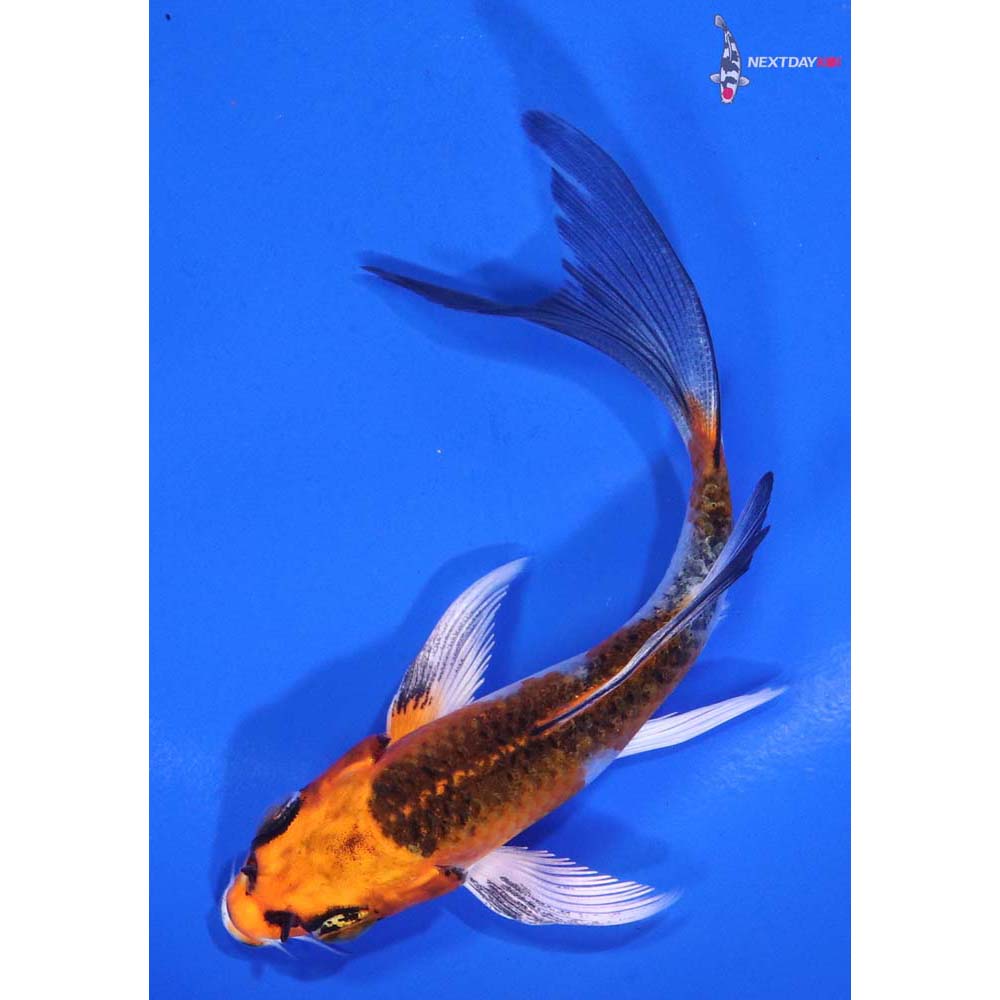 4” Imported Kujaku Butterfly Koi