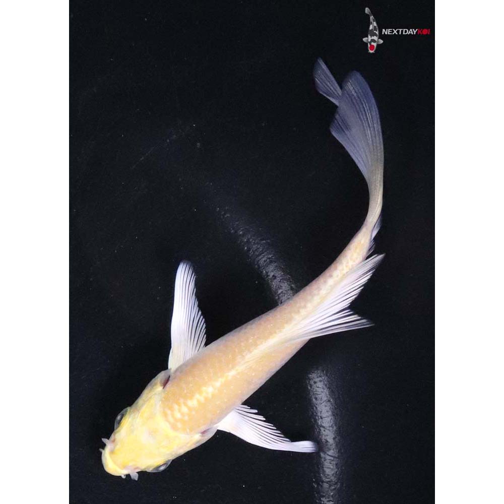 4” Imported Yamabuki Ogon Butterfly Koi
