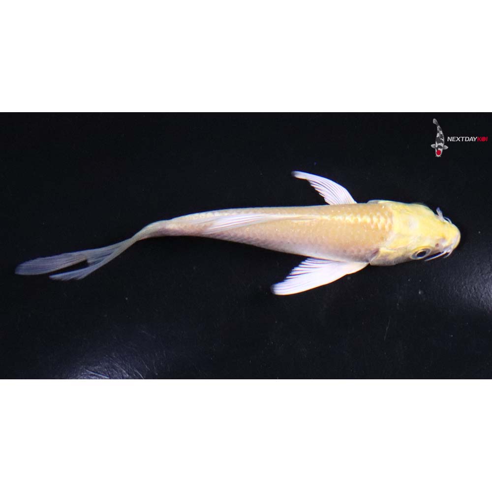 4” Imported Yamabuki Ogon Butterfly Koi
