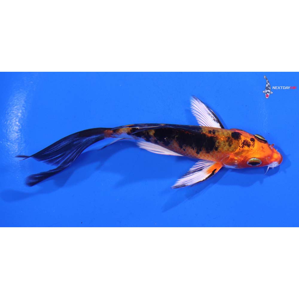 4.5” Imported Yamato Nishiki Butterfly Koi