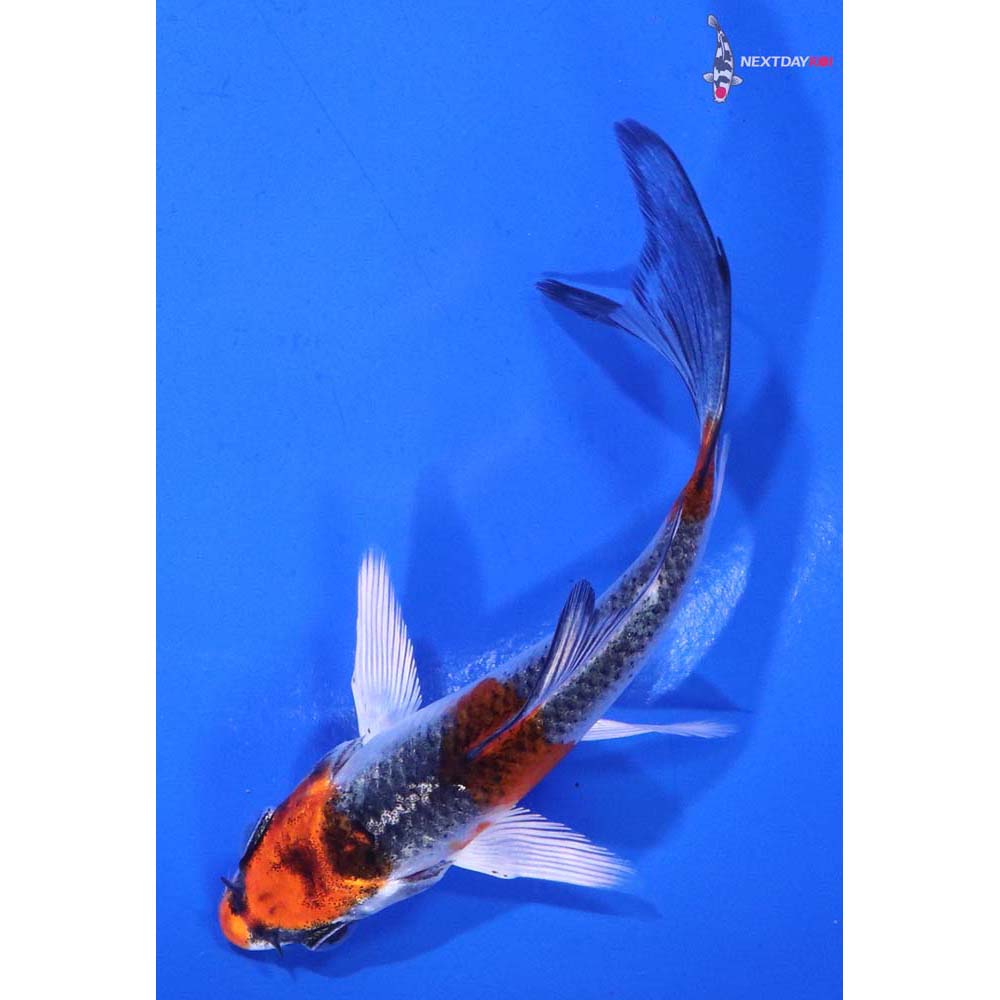 3.5” Imported Kujaku Butterfly Koi