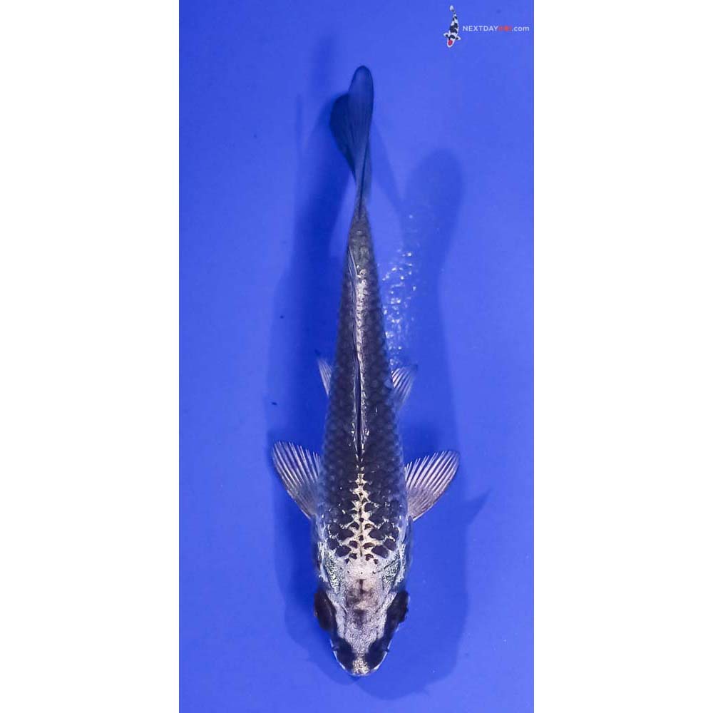 3.5” Imported Gin Matsuba