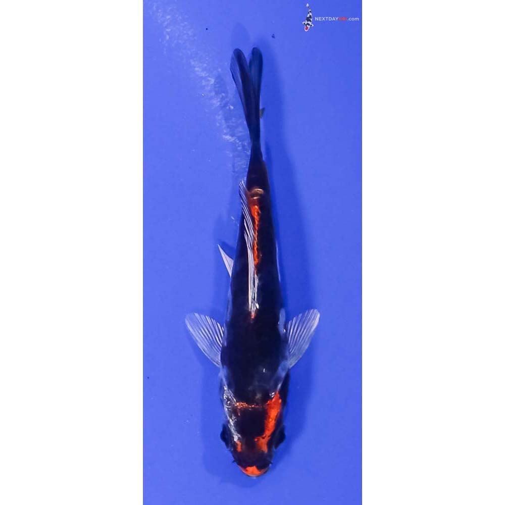 3.5” Imported Kin Kikokuryu