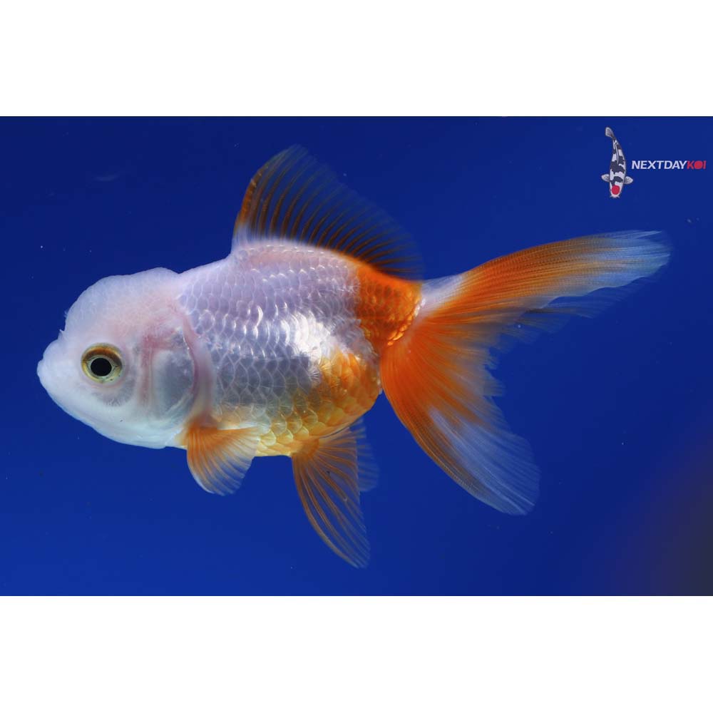 4” Imported Red and White Oranda