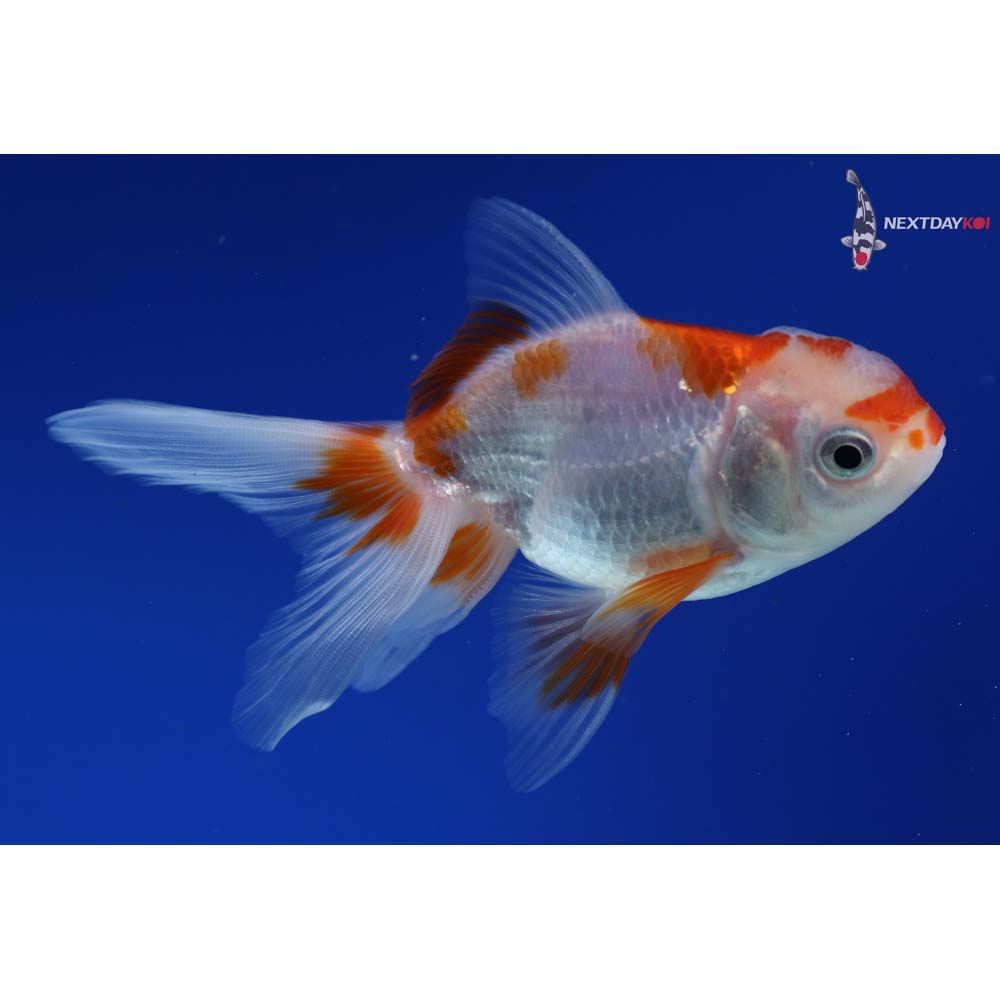 4” Imported Red and White Oranda