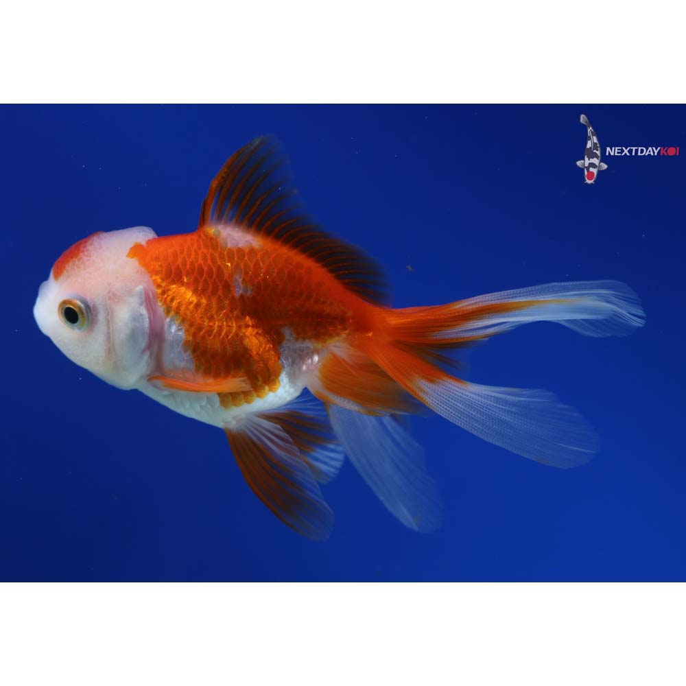 4” Imported Red and White Oranda