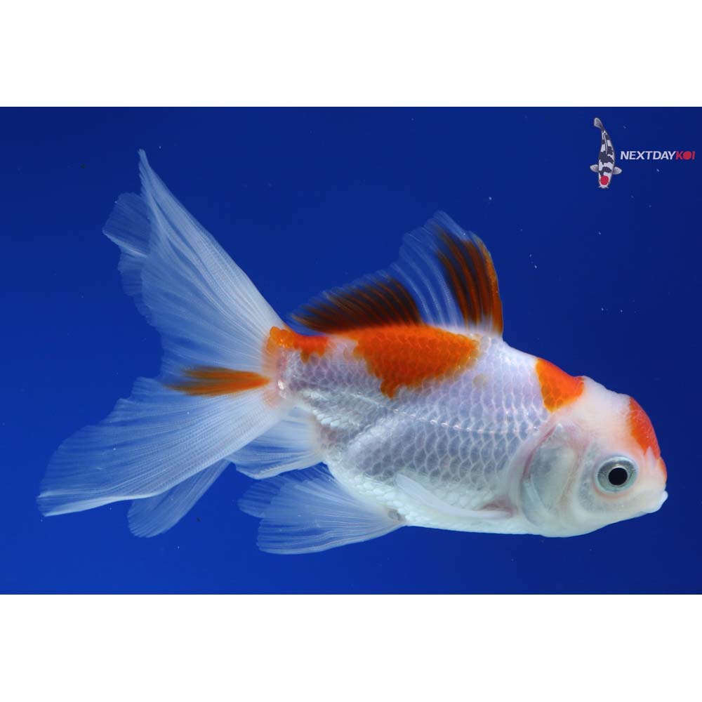 4” Imported Red and White Oranda