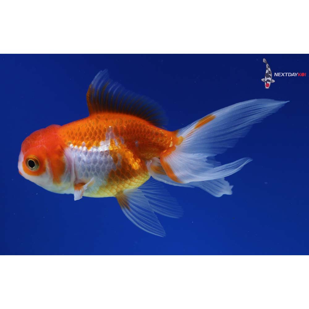 4.5” Imported Red and White Oranda
