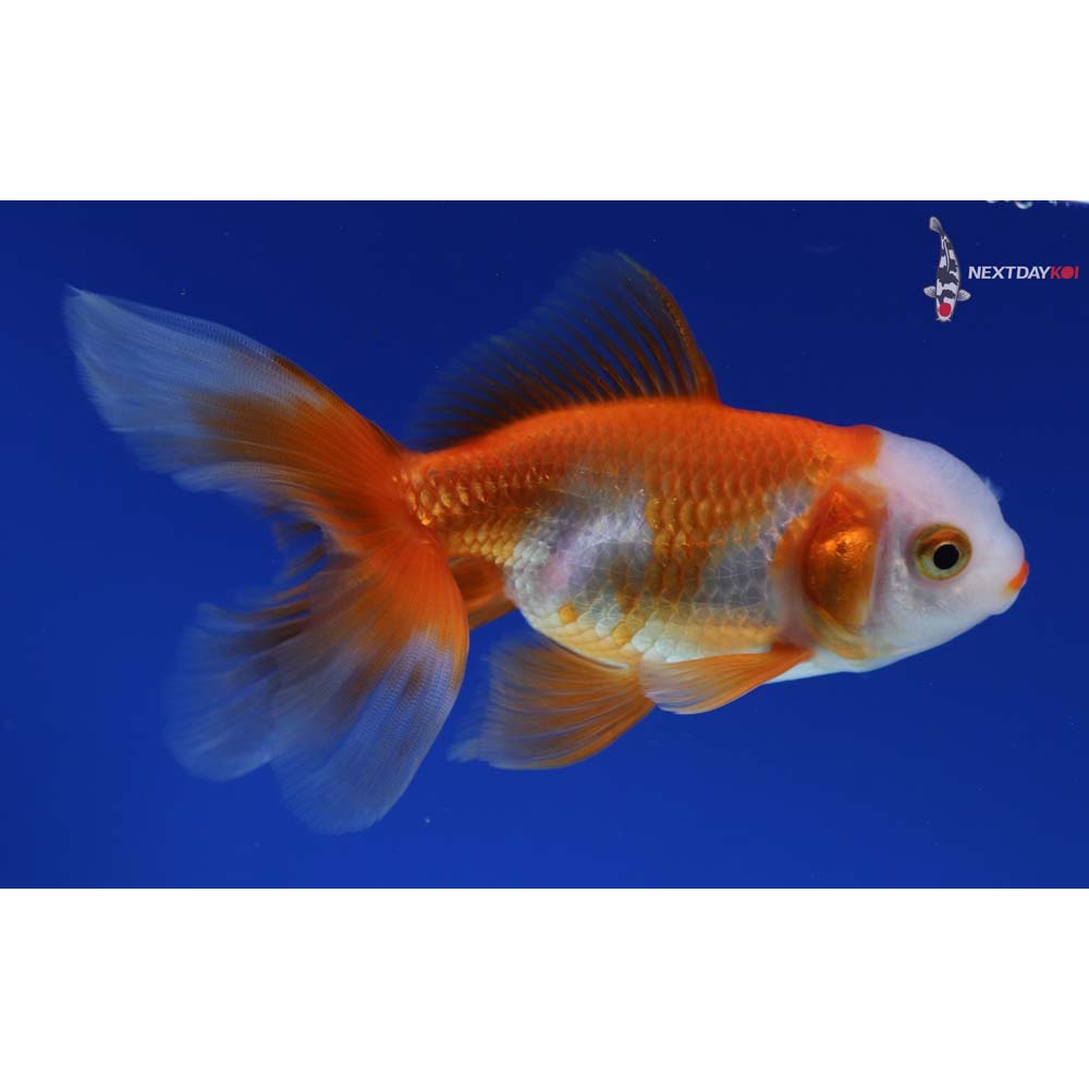 4.5” Imported Red and White Oranda