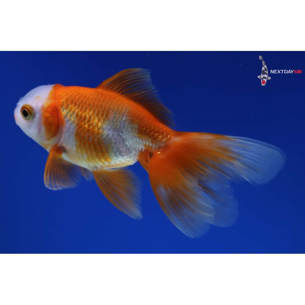 4.5” Imported Red and White Oranda