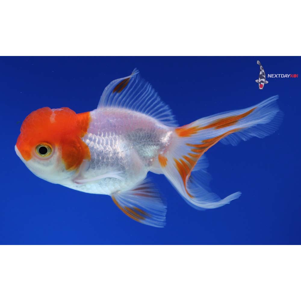 4” Imported Red and White Oranda