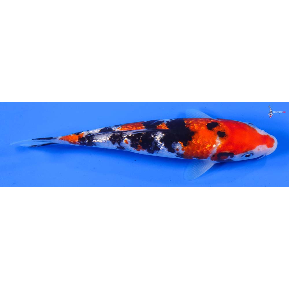 6” Imported Gin Rin Sanke