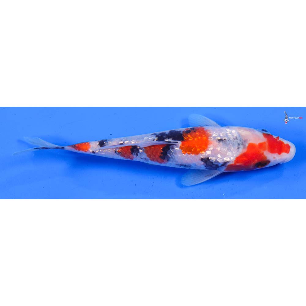6” Imported Gin Rin Sanke