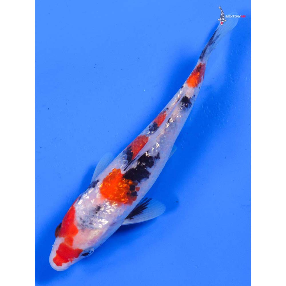 6” Imported Gin Rin Sanke