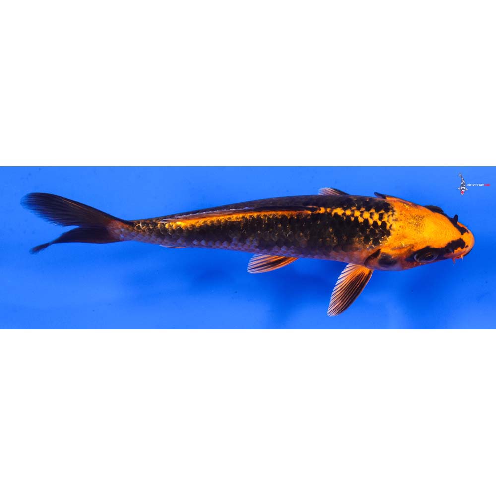 6” Imported Orenji Matsuba