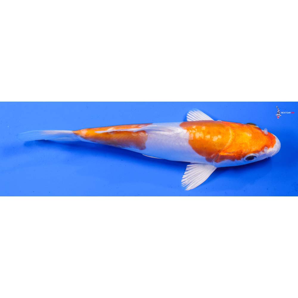 6.5” Imported Kikusui
