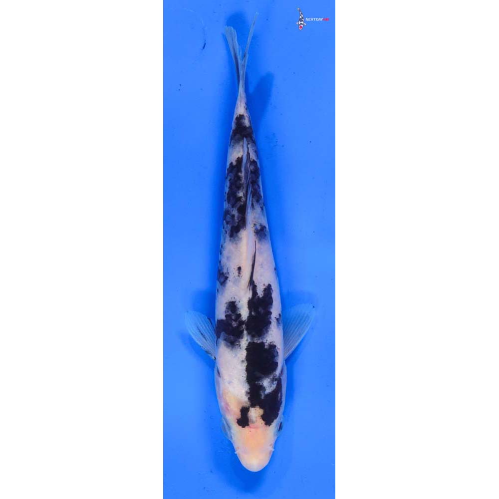 6” Imported Shiro Bekko