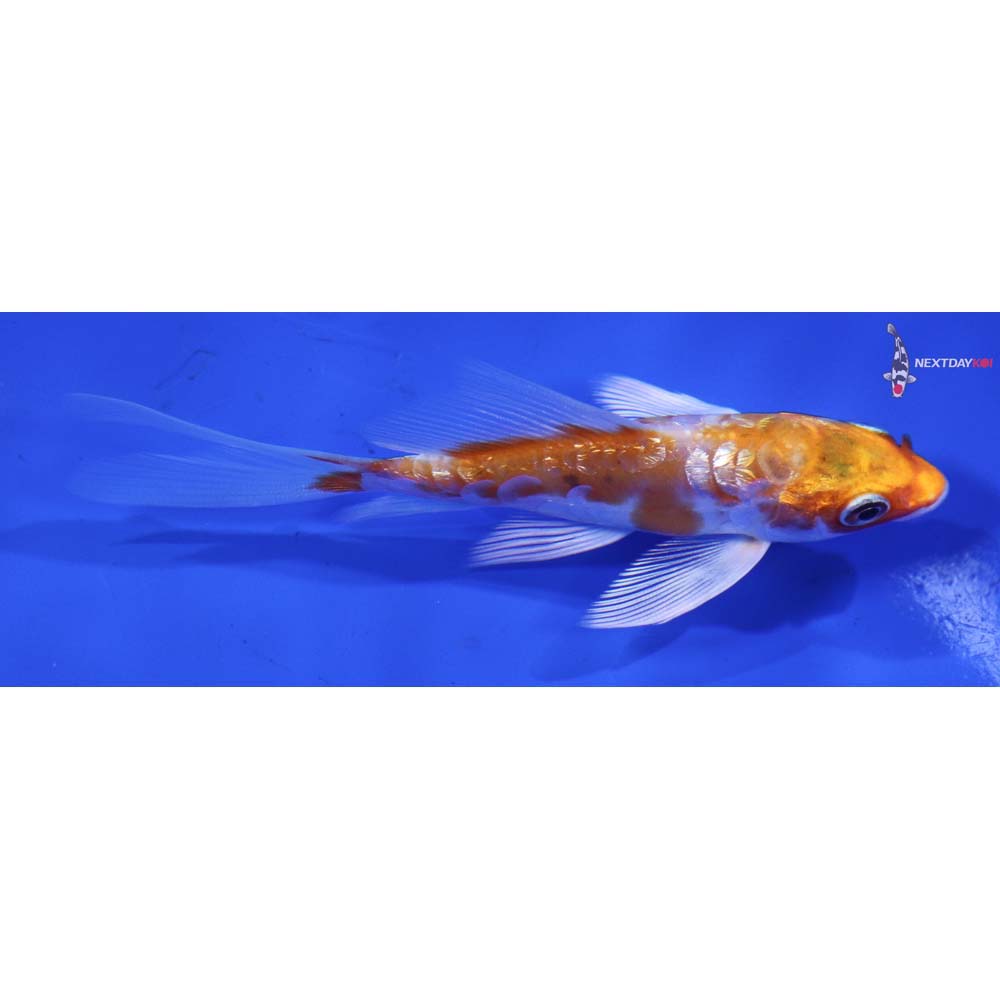 4” Imported Gin Rin Kikusui Butterfly Koi