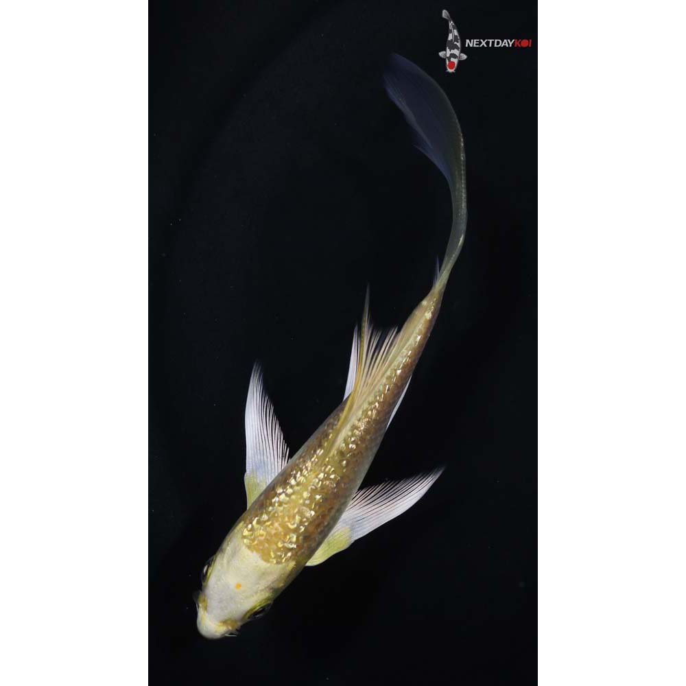 4.5” Imported Gin Rin Yamabuki Ogon Butterfly Koi