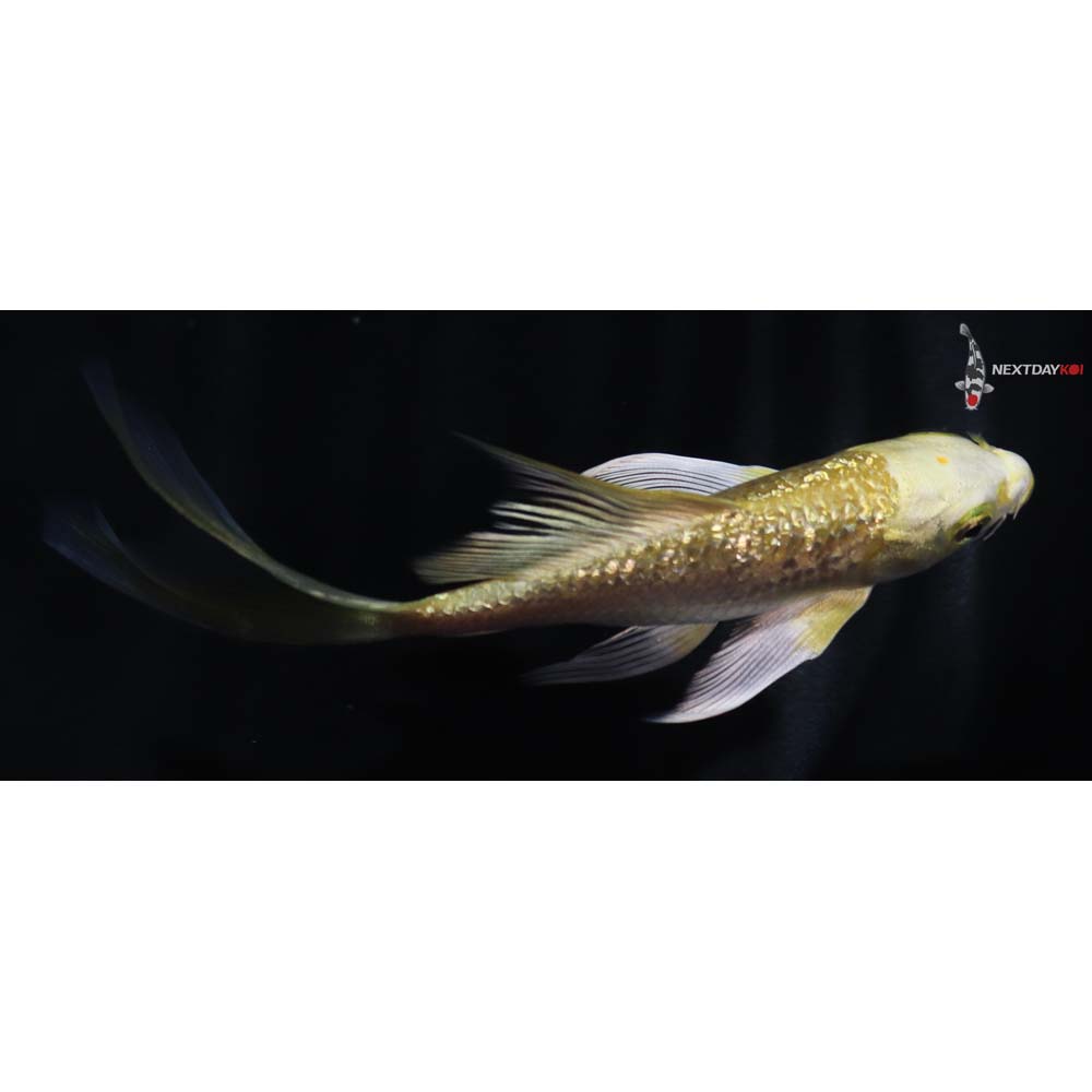4.5” Imported Gin Rin Yamabuki Ogon Butterfly Koi