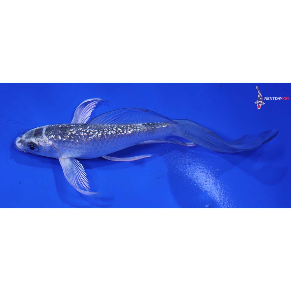 5” Imported Gin Rin Gin Matsuba Butterfly Koi