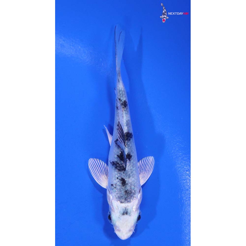 3” Imported Gin Shiro Bekko Koi
