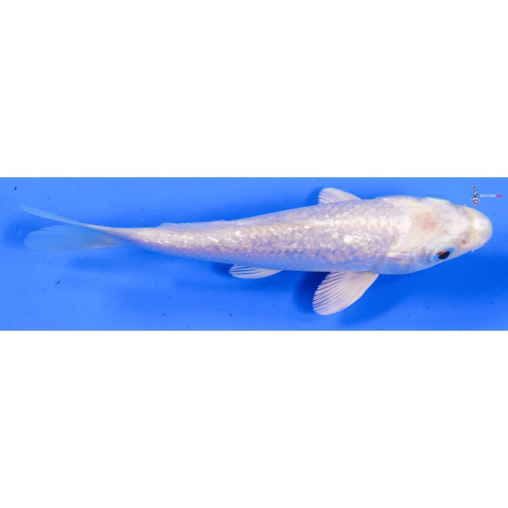 5” Imported Gin Rin Platinum Ogon