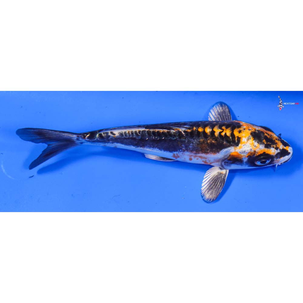 5.5” Imported Kin Kikokuryu