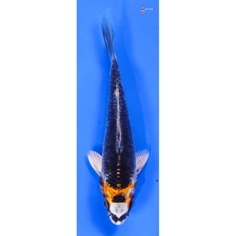 6.5” Imported Kujaku