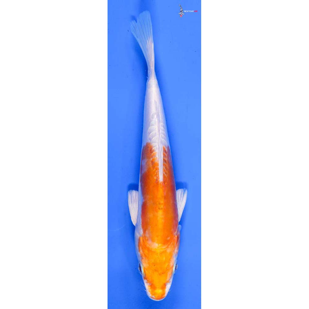 7.5” Imported Kikusui