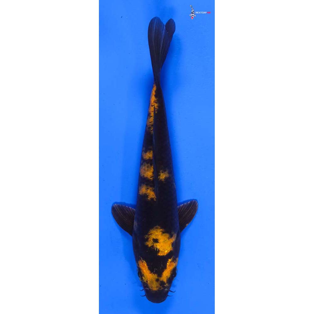 7.5” Imported Kin Hi Utsuri