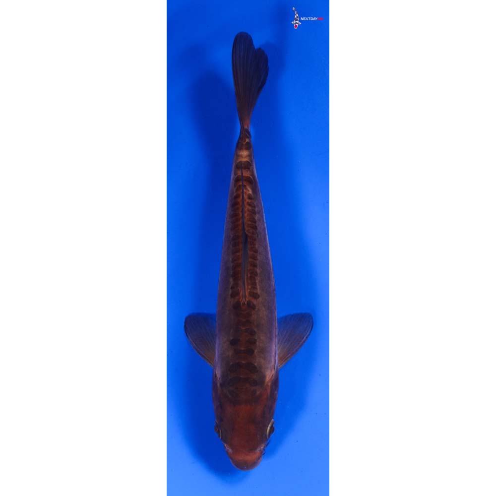 7.5” Imported Doitsu Chagoi