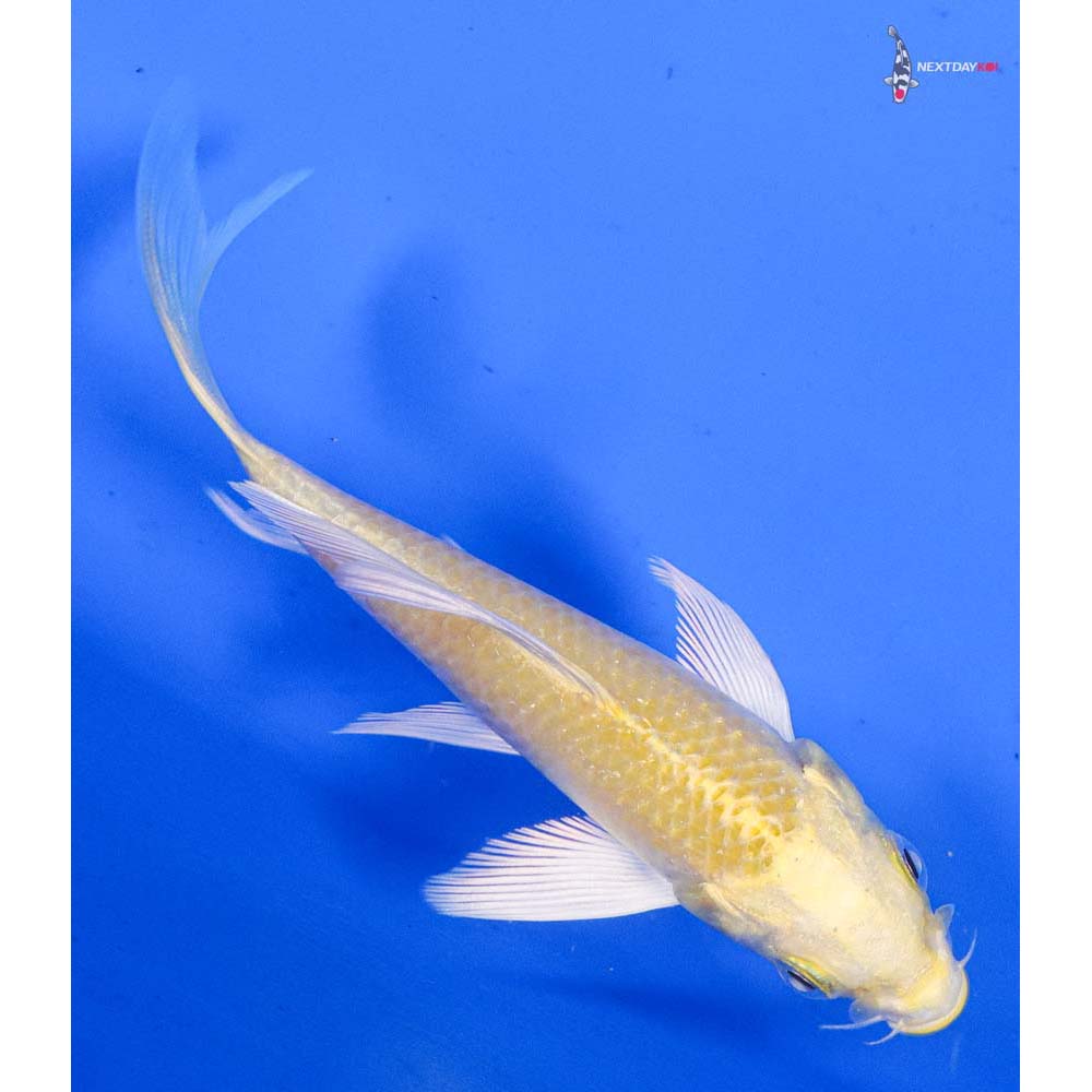 4” Imported Yamabuki Ogon Butterfly Koi