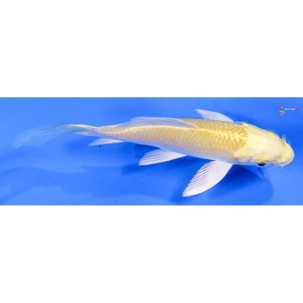4” Imported Yamabuki Ogon Butterfly Koi