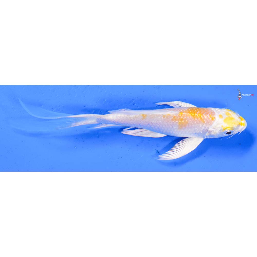 4.5” Imported Lemon Hariwake Butterfly Koi