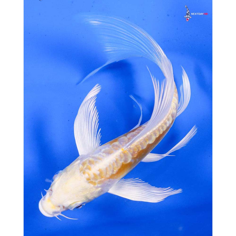 5” Imported Doitsu Lemon Hariwake Butterfly Koi