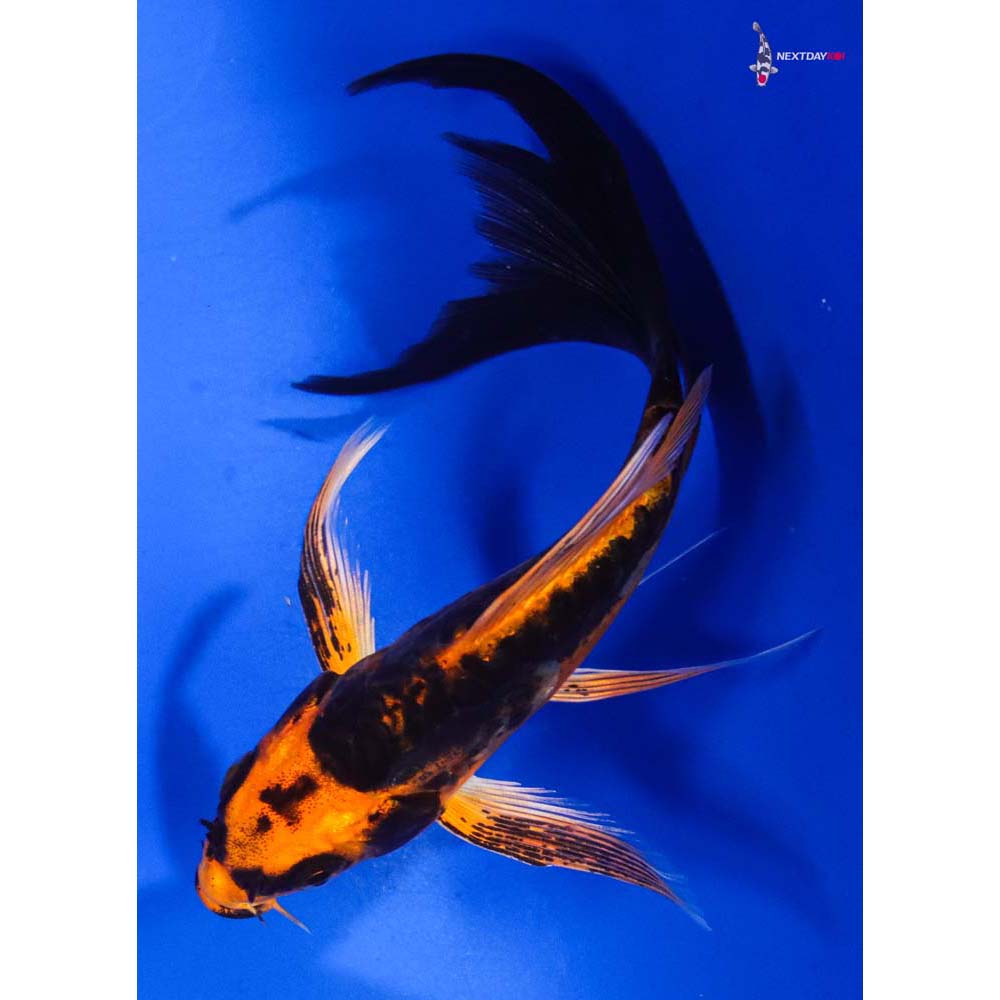 5” Imported Kin Kikokuryu Butterfly Koi