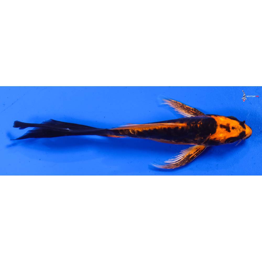5” Imported Kin Kikokuryu Butterfly Koi