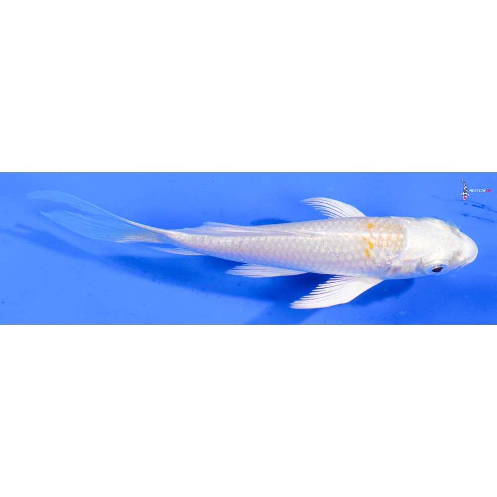 4” Imported Lemon Hariwake Butterfly Koi