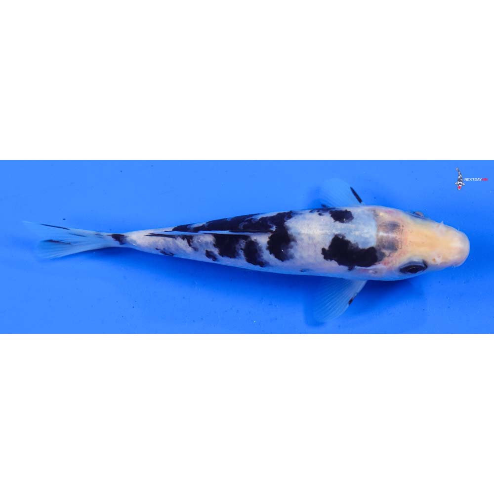 5.5” Imported Shiro Bekko